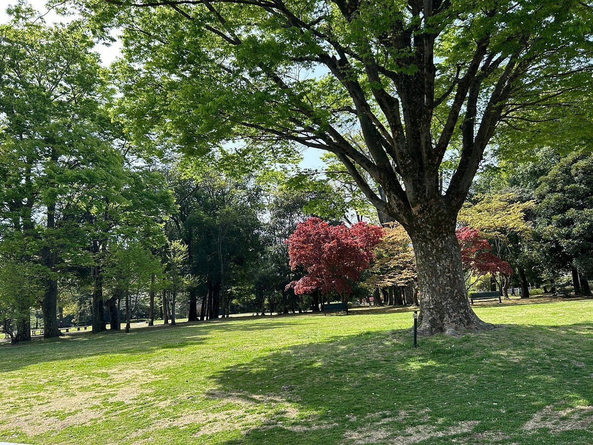 🌳 IDA 군마의 숲 (아이다 군마노모리) 이미지 9